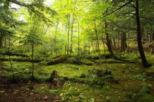 A forest with green trees and grass on the ground.