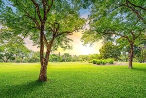 A tree in the middle of a field with grass.