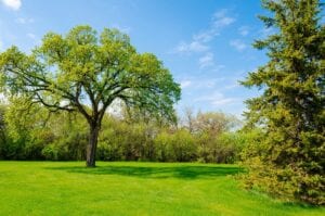 A large tree in the middle of a field.