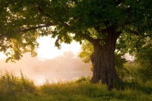 A tree with the sun shining through it