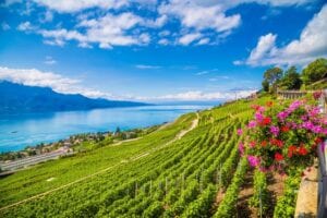 A vineyard with flowers and water in the background.
