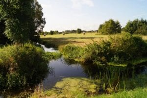 A grassy field with trees and water in the foreground.