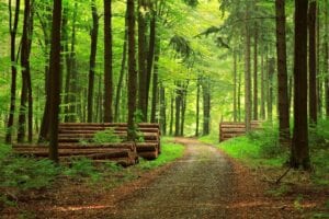 A forest with trees and dirt road